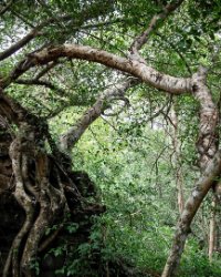 Beng Mealea