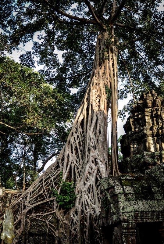 033 DSC5363 Ta Prohm