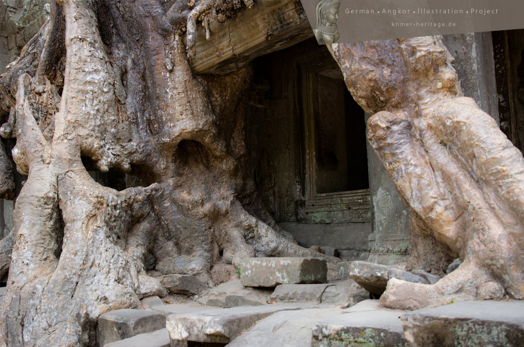 Tree roots