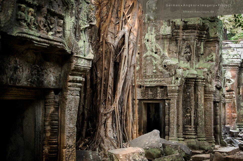 Ta Prohm Tree