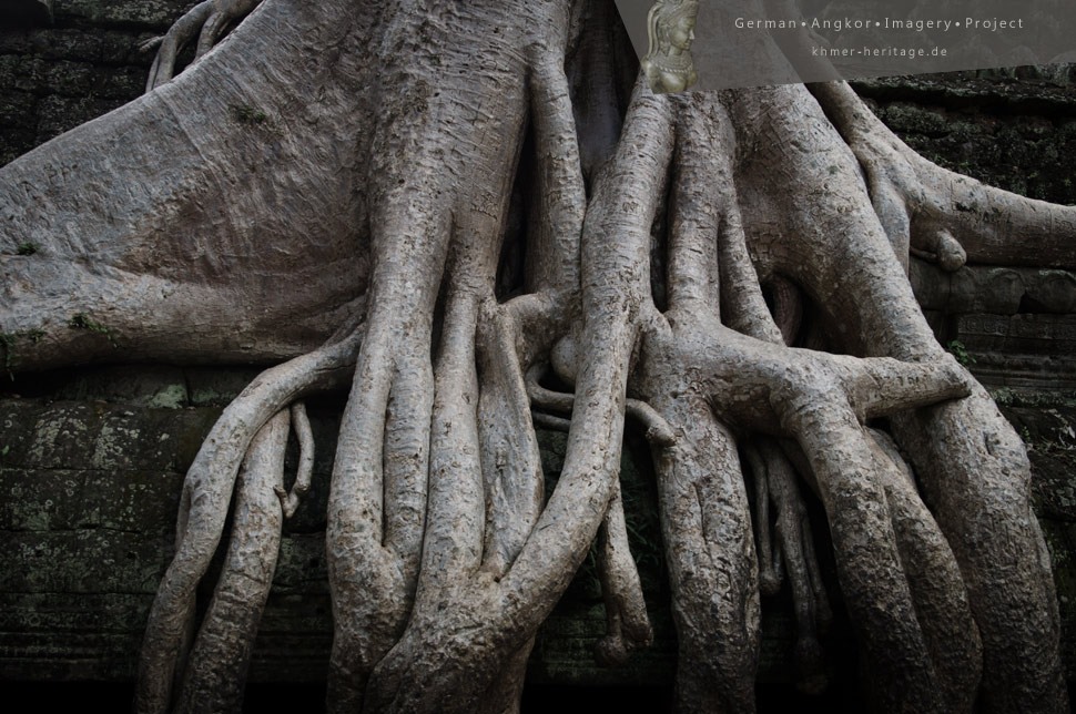 Ta Prohm Gallery